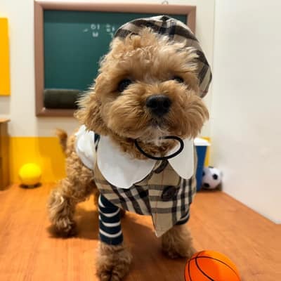 [경기 의정부] 데일리댕댕